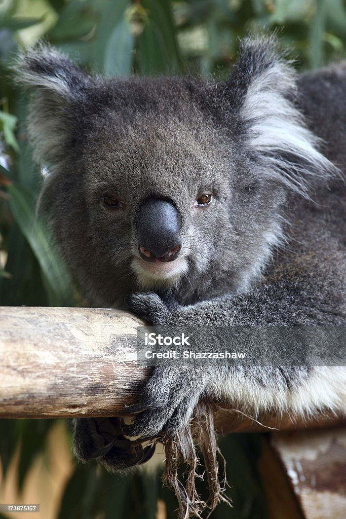 Koala - Zbiór zdjęć royalty-free (Australia)