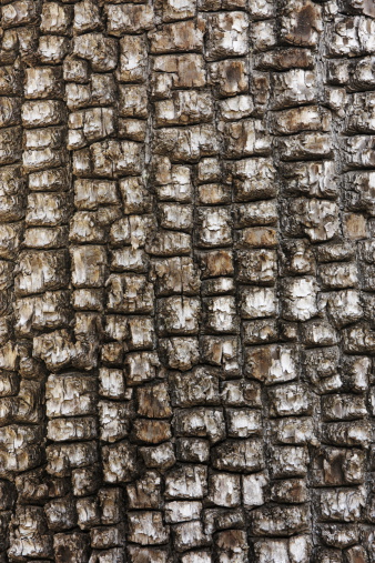 Alligator Juniper tree patterned black gray and brown bark forming a natural background.