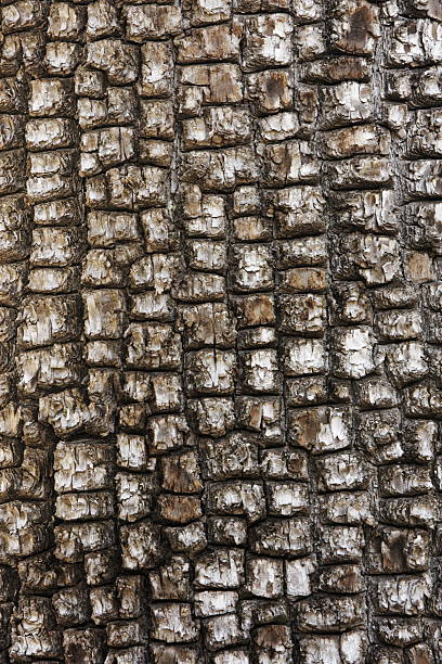 Juniperus deppeana Alligator Juniper Tree Bark Alligator Juniper tree patterned black gray and brown bark forming a natural background. juniper tree bark tree textured stock pictures, royalty-free photos & images