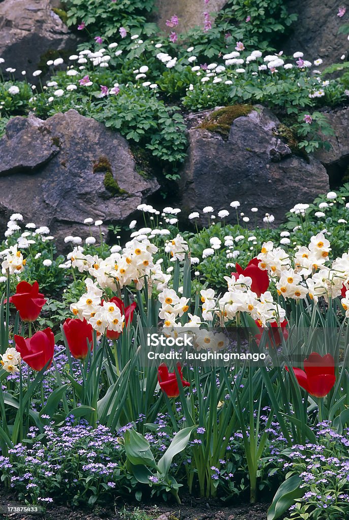 Butchart giardino Tulipano fiore paesaggio Victoria - Foto stock royalty-free di Affollato