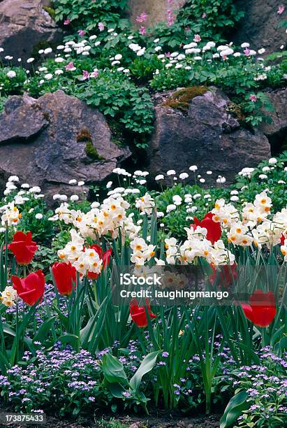 Butchart Giardino Tulipano Fiore Paesaggio Victoria - Fotografie stock e altre immagini di Affollato