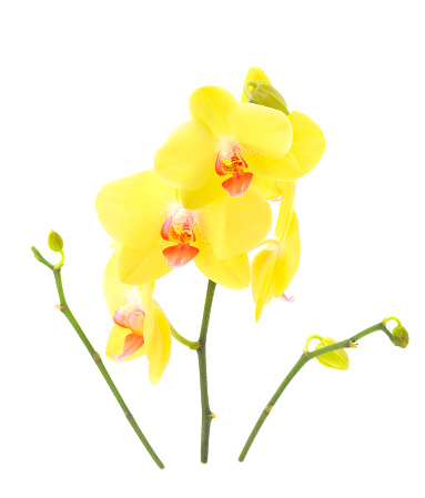 Beautiful yellow Orchid flowers on stem isolated on white background. Spring season