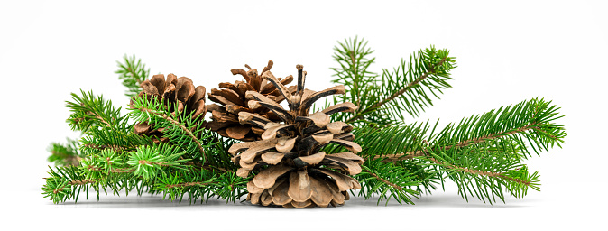 Pine cone with branch isolated on a white background.
