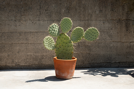 Beautiful cactus in pot against concrete wall. Funny cactus plant
