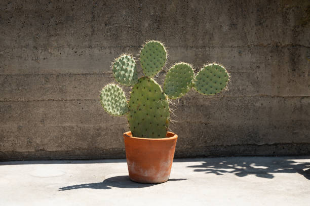 Beautiful cactus in pot against concrete wall stock photo
