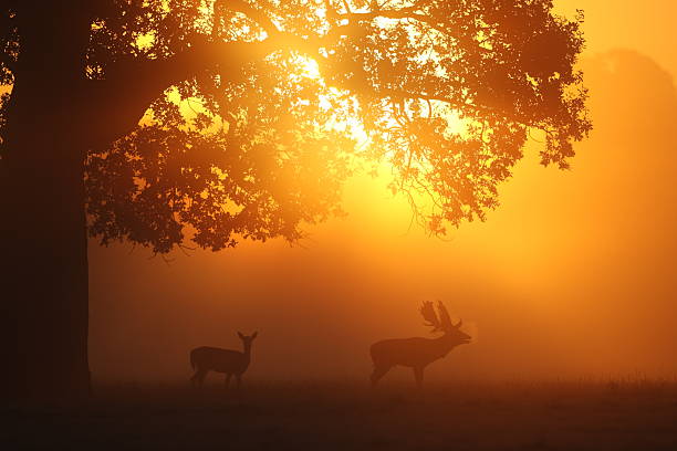 Deer in the mist Two beautiful Fallow deer in the early morning mist.  The breath of the male deer clearly visible fallow deer photos stock pictures, royalty-free photos & images