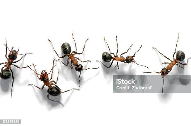 Ходьба Ants — стоковые фотографии и другие картинки Муравей - Муравей, Белый фон, Маршировать