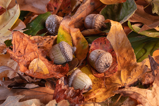Horizontal image of acorn nuts from an oak tree nestled in colorful leaves in autumn colors.