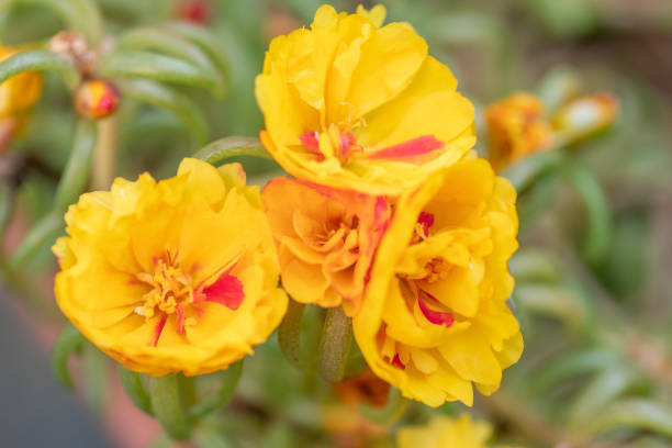 istock Portulaca in a planter growing in a Texas garden. 1738757504