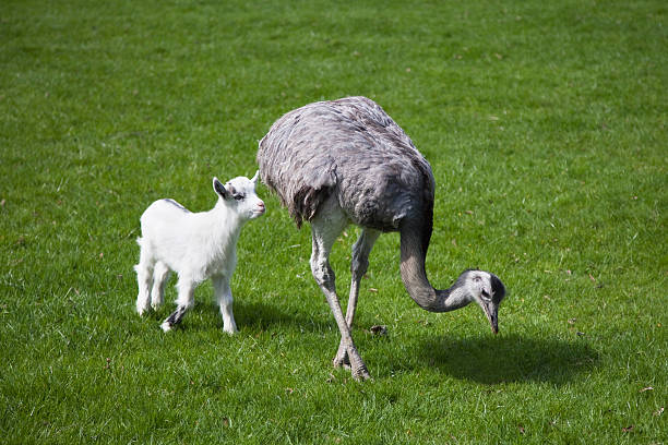 emu 、赤ちゃん羊(xl)採用 - odd couple ストックフォトと画像