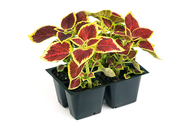 Red & Green Coleus Isolated on a White Background Subject: A set of nursery young seedling plant of red and green Coleus isolated on a white background. coleus photos stock pictures, royalty-free photos & images