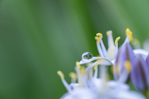 water droplets on a flower