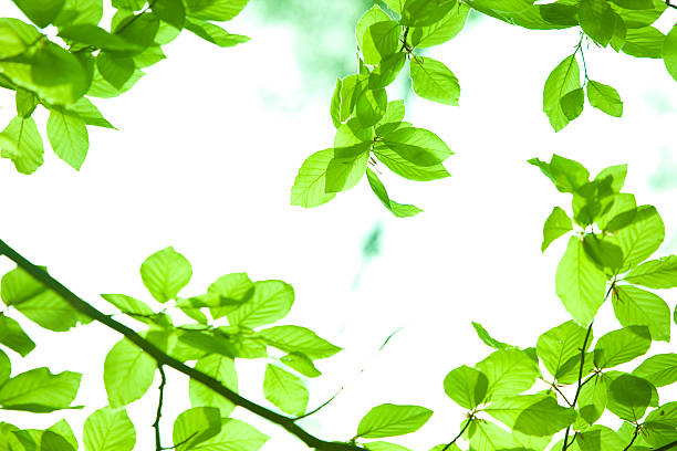 istock green nature ecology background with leaf and out focus woods 173876082