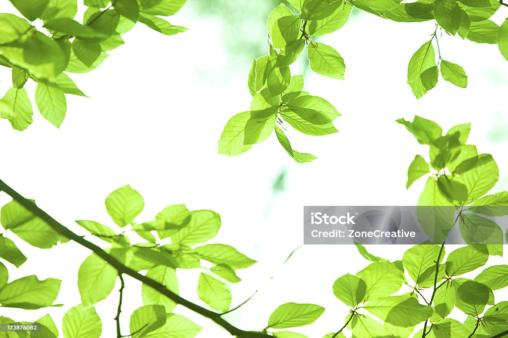 Ecologia de fundo verde da natureza com folha e fora de foco de floresta - Royalty-free Ao Ar Livre Foto de stock