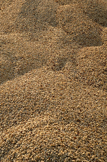 istock Mounds of Coffee Beans 173876092