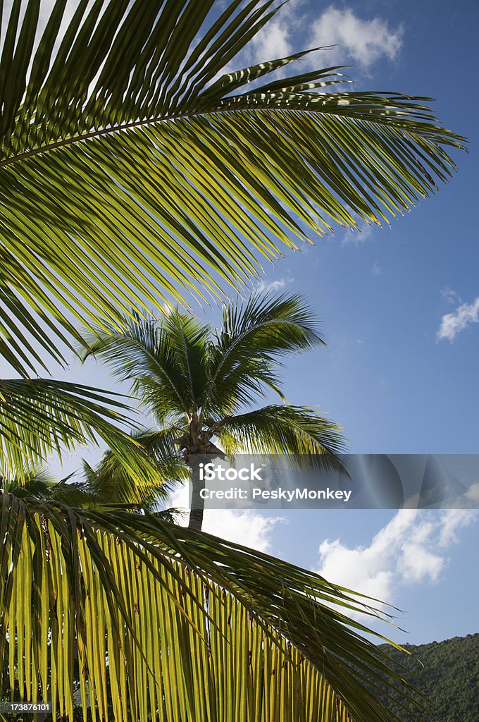 Manhã palmeiras céu fundo - Foto de stock de Azul royalty-free