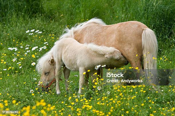 Falabella Stute Und Fohlen Stockfoto und mehr Bilder von Blume - Blume, Falabella Horse, Fohlen