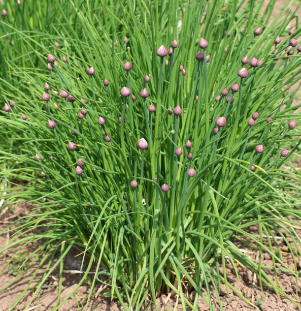 istock Bunch of chives 173876484