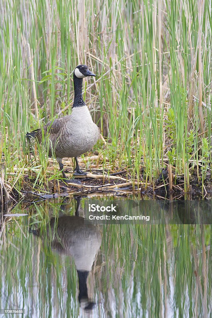 Canada Goose in Reeds "Canada Goose and reflection in pond amongst reeds.Ipswich River Wildlife Refuge, MassachusettsMORE CANADA GEESE" Animal Stock Photo