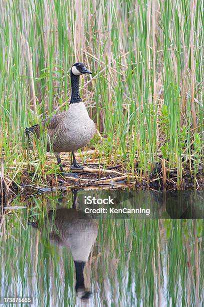 Canada Goose In Reeds Stock Photo - Download Image Now - Animal, Animal Behavior, Animal Body Part