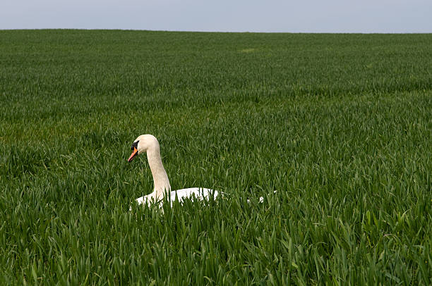 istock Green field with swan. 173876666