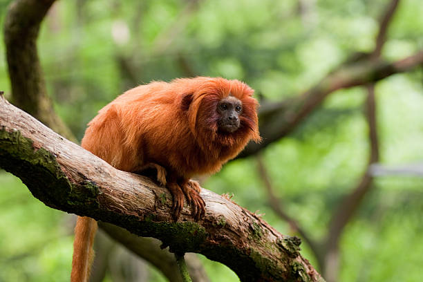 istock Golden Lion Tamarin 173876675