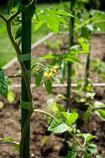 istock Staked tomato plant with flowers 173876729
