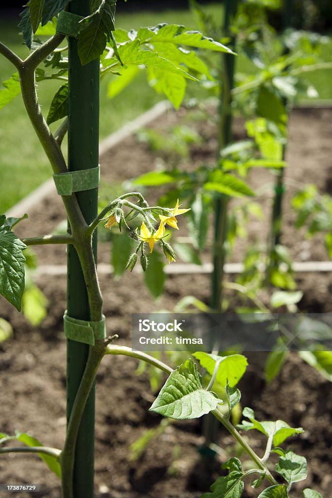 Staked Tomateiro com flores - Royalty-free Poste de Madeira Foto de stock