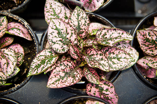 Polka Dot plant (Hypoestes phyllostachya) stock photo