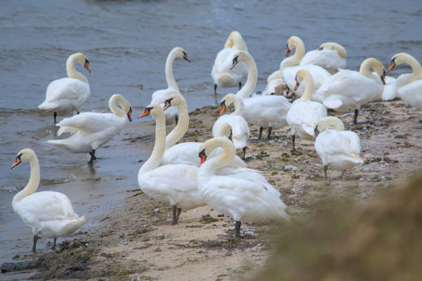 eine gruppe weißer schwäne am strand und schwimmen im meer - sand dune beach sea sand stock-fotos und bilder