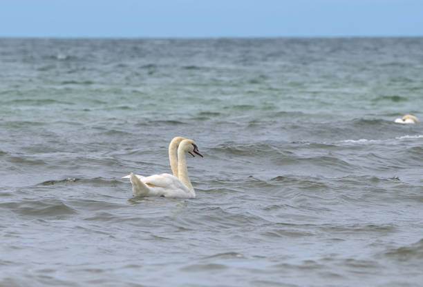 zwei weiße schwäne am strand und schwimmen im meer - sand dune beach sea sand stock-fotos und bilder