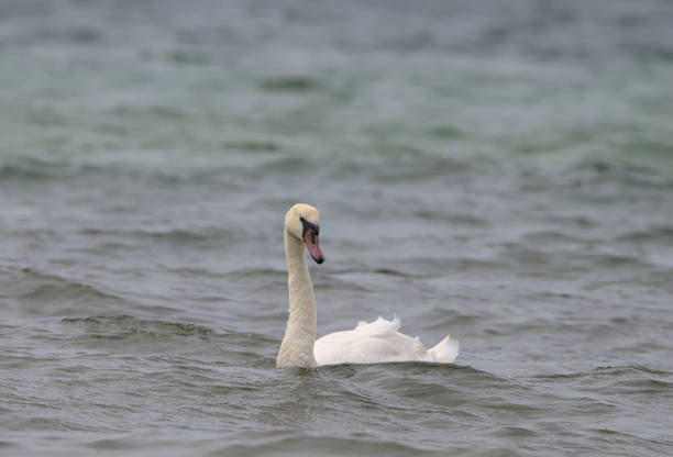 ein weißer schwan am strand und schwimmt im meer - sand dune beach sea sand stock-fotos und bilder