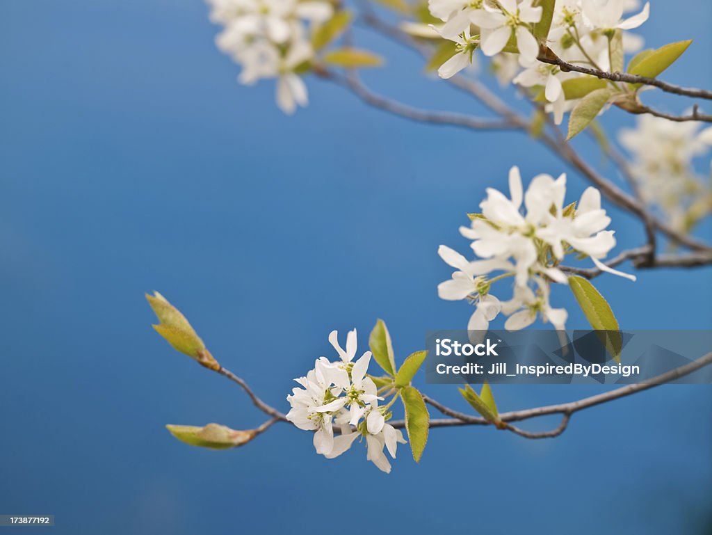 Wild fiori di ciliegio in primavera - Foto stock royalty-free di Acqua