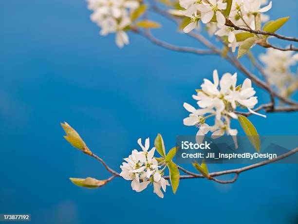 Wild Fiori Di Ciliegio In Primavera - Fotografie stock e altre immagini di Acqua - Acqua, Ambientazione esterna, Bellezza