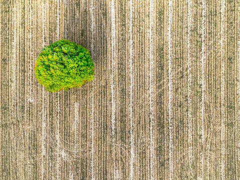 Natural background with a lonely tree.