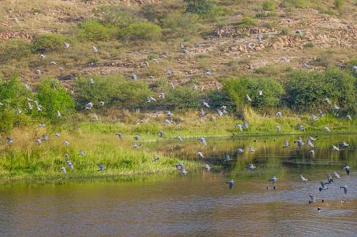 Many birds flying over the lake in Jodhpur, India.