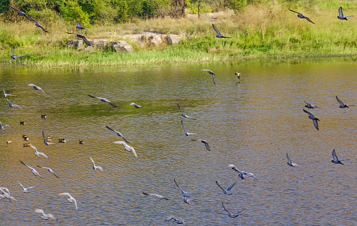 Many birds flying over the lake in Jodhpur, India.