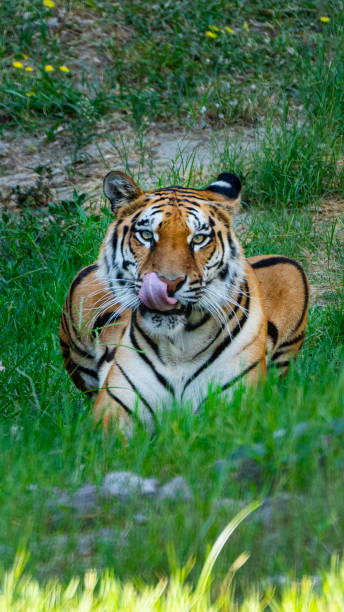 istock Gaze of Tiger 1738776026