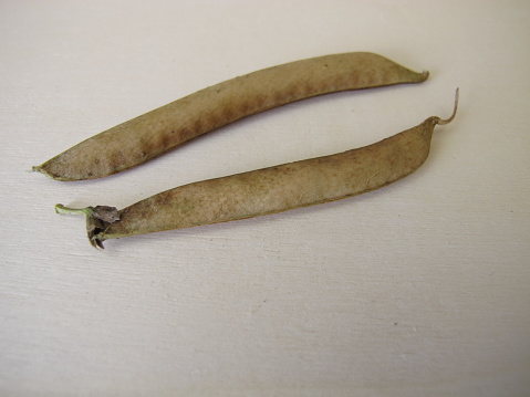 Ripe sweet pea pods on a wooden board, Lathyrus odoratus - Reife Samenschoten von der Gartenwicke auf einem Holzbrett