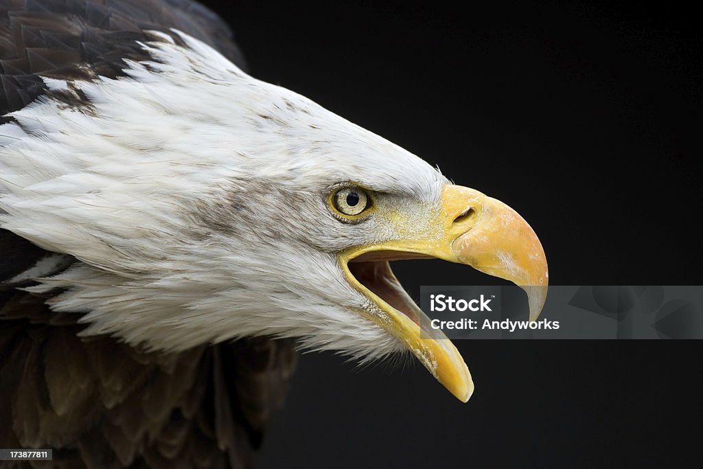 Sie Bald Eagle (Haliaeetus leucocephalus - Lizenzfrei Adler Stock-Foto