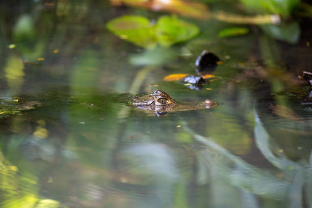 istock Spectacled Caiman (Caiman crocodilus) spotted outdoors 1738779065