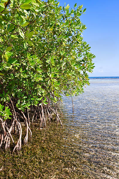istock Mangrove forest and shallow waters in a Tropical island 173877937