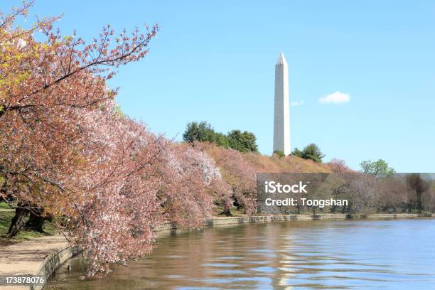 ワシントン記念塔 - ポトマック川のストックフォトや画像を多数ご用意 - ポトマック川, ワシントンDC, 桜の花