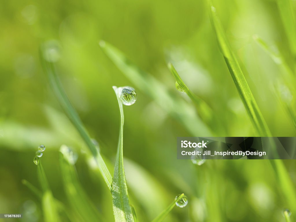 Dew on grass reflecting more blades Drop of dew reflects the blades of grass in the foreground. Symbolic of green environmental concerns. Blade of Grass Stock Photo