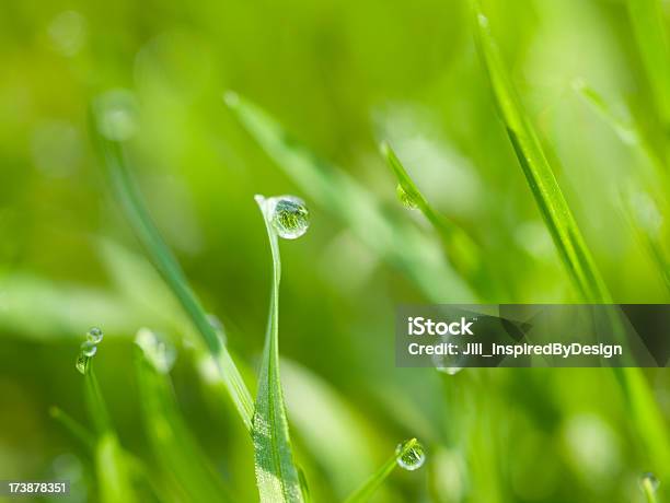 Dew On Grass Reflecting More Blades Stock Photo - Download Image Now - Blade of Grass, Brightly Lit, Close-up