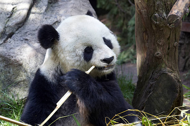 パンダにかみタケノコ - panda giant panda china eating ストックフォトと画像