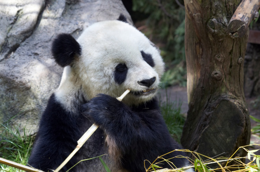 Giant panda chewing on bamboo shoot