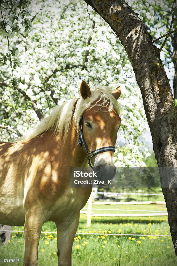 Cavalo - Royalty-free Cavalo - Família do Cavalo Foto de stock