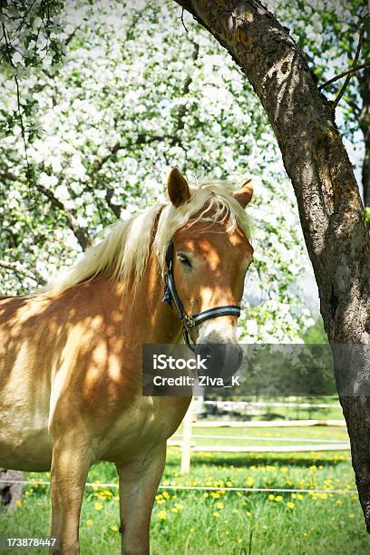 Cavalo - Fotografias de stock e mais imagens de Cavalo - Família do Cavalo - Cavalo - Família do Cavalo, Flor, Agricultura