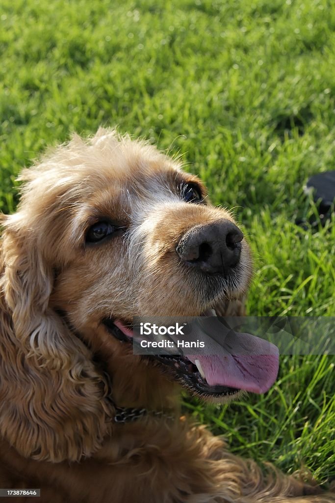 Cocker Spaniel Closeup of a golden cocker spaniel lying on a grass Animal Stock Photo